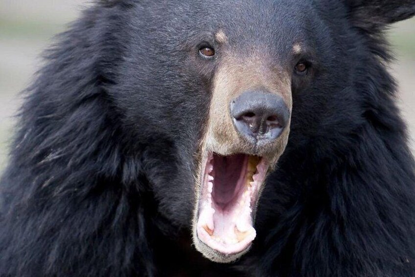 Private Ketchikan Wildlife and Sightseeing Tour 3