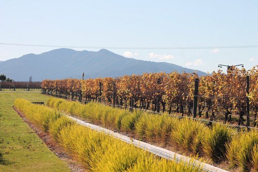 Marlborough Classic Wine Tasting Tour. 2