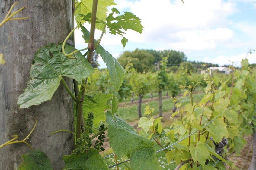 Marlborough Classic Wine Tasting Tour. 3