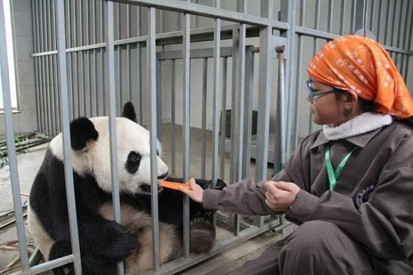 Wolong Panda Base Private Day Tour Optional Volunteering 2
