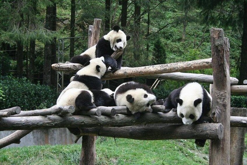 Wolong Panda Base Private Day Tour Optional Volunteering 1