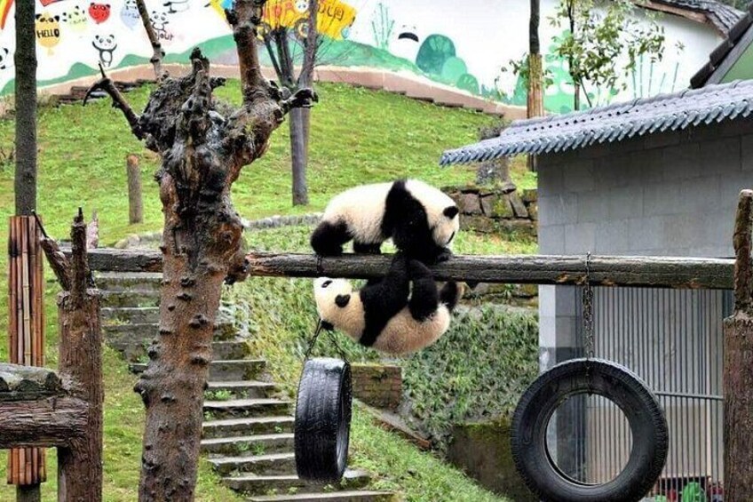 Wolong Panda Base Private Day Tour Optional Volunteering 3