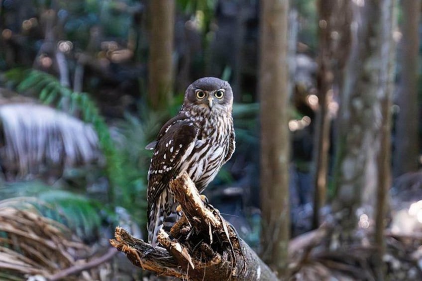 Buderim Forest Flight Owl Encounter and Tour 3