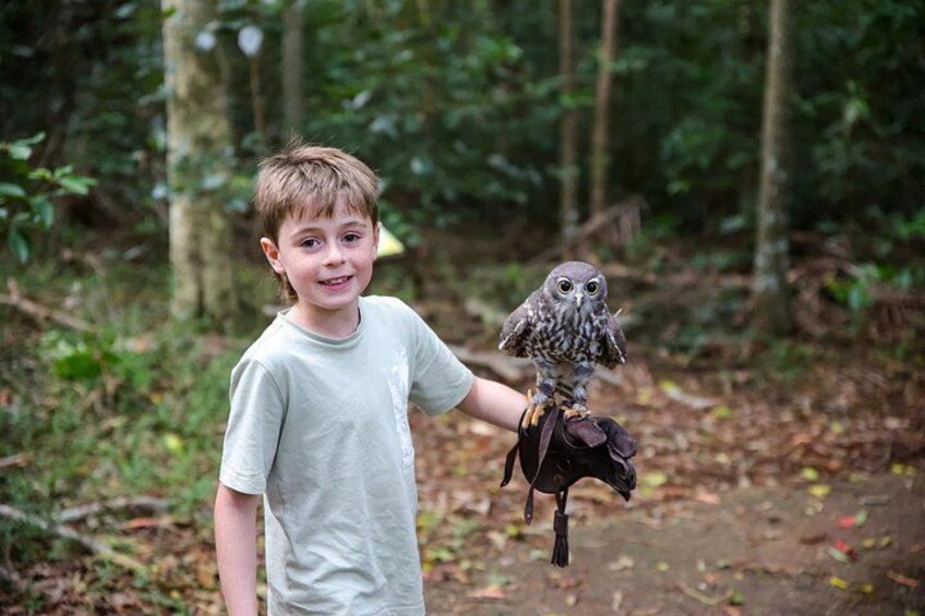 Buderim Forest Flight Owl Encounter and Tour 5