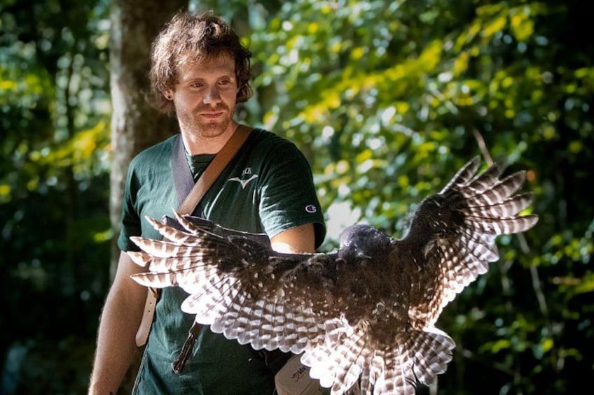 Buderim Forest Flight Owl Encounter and Tour 2
