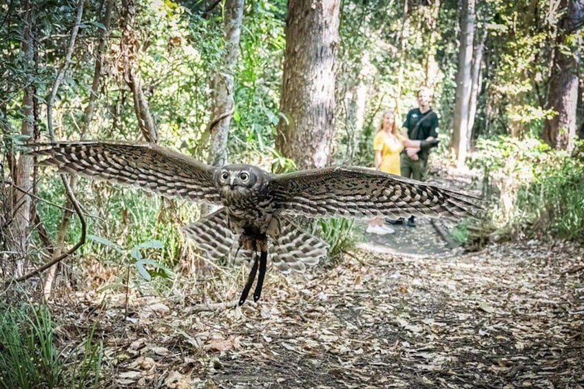 Buderim Forest Flight Owl Encounter and Tour 4