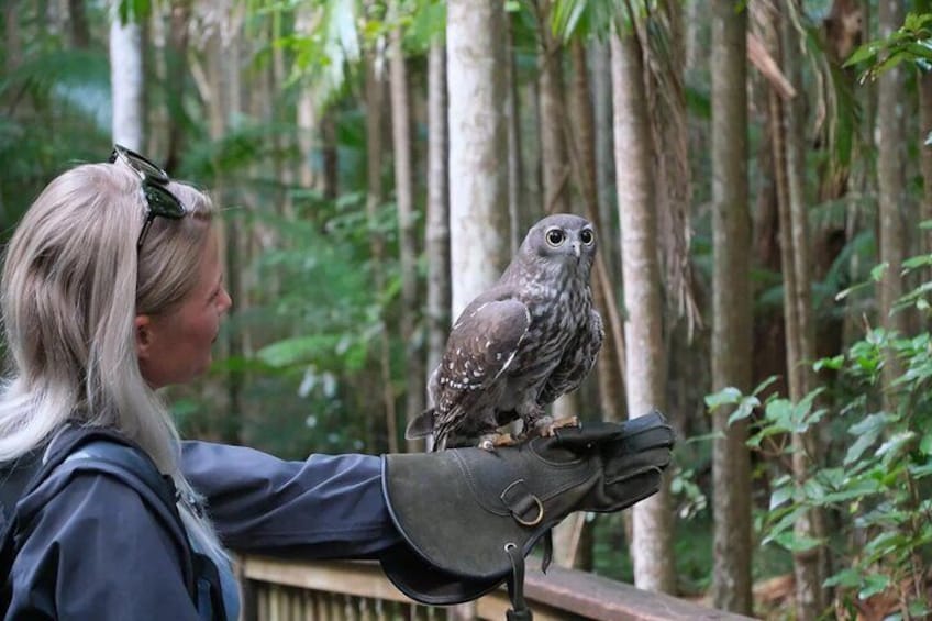 A person holding a bird of prey in a forest. 1