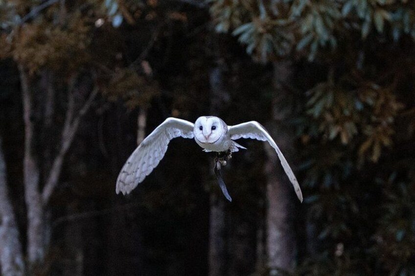 Buderim Forest Flight Owl Encounter and Tour 5