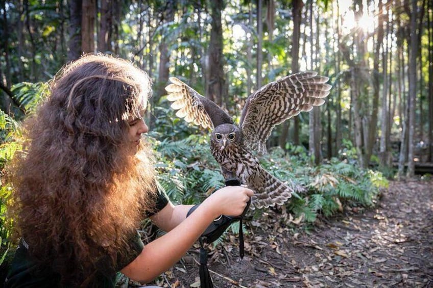 Une personne tenant une chouette dans une forêt. 1