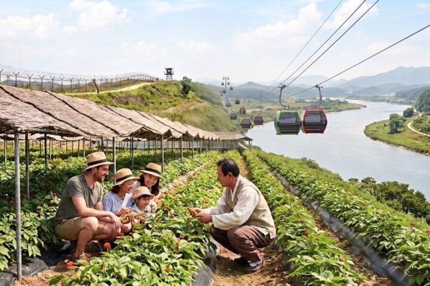 Paju DMZ Gondola and Ginseng Farm tour from Seoul 1