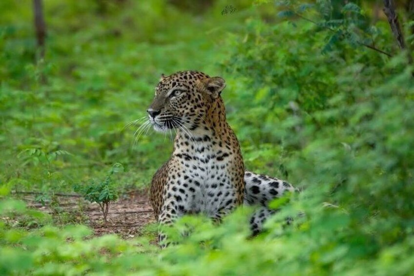 Yala Safari: Full & Half-Day All-Inclusive Private Tour 3