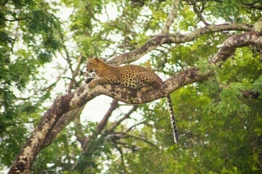 Half and Full Day Yala National Park Safari in Sri Lanka 5