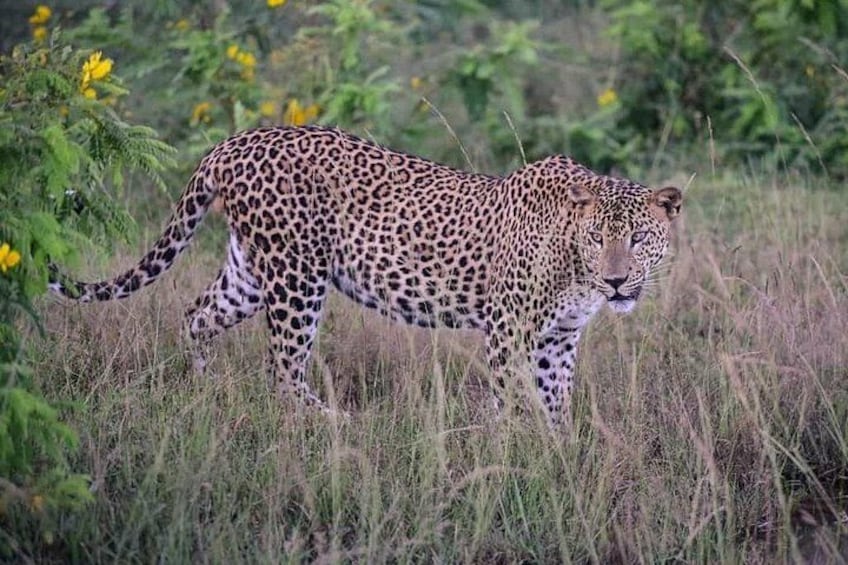 Experience the wild beauty of Yala National Park! Book your unforgettable safari adventure today! +97474006534 or +94766578134 1