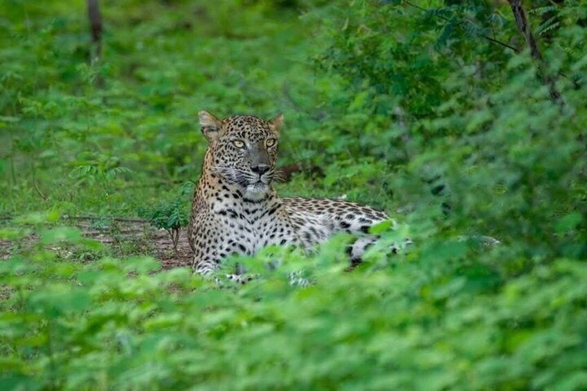 Un leopardo riposa in una foresta verde. 2