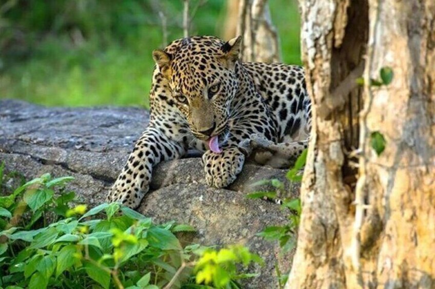 Half and Full Day Yala National Park Safari in Sri Lanka 4