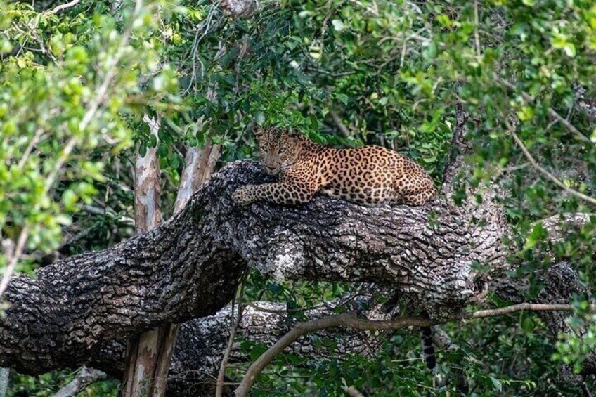 Half and Full Day Yala National Park Safari in Sri Lanka 2