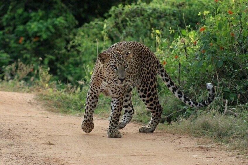 Half and Full Day Yala National Park Safari in Sri Lanka 3