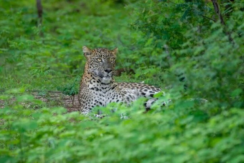 Yala Safari: Full & Half-Day All-Inclusive Private Tour 2