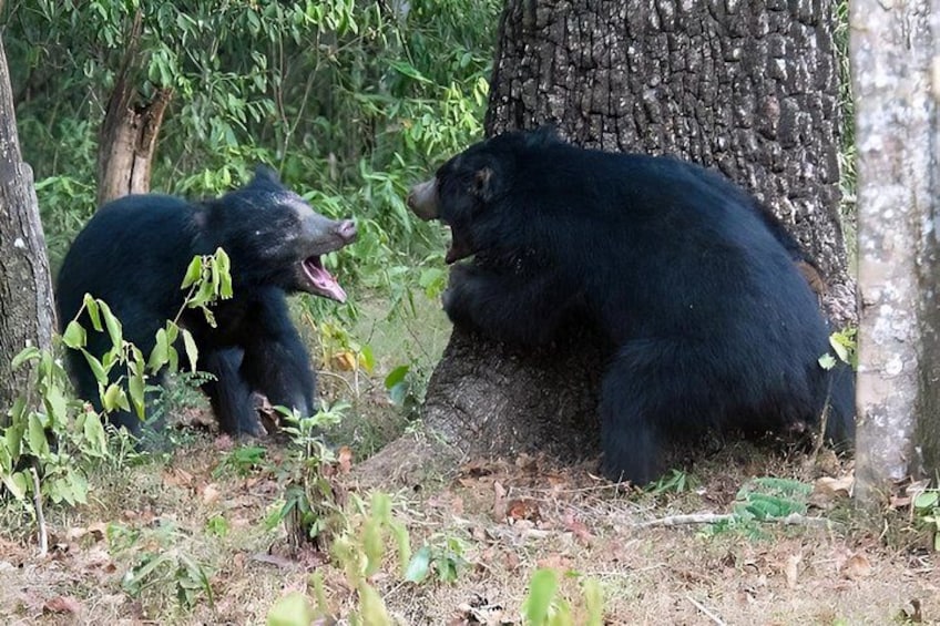 Yala National Park Private All-Inclusive Safari: Full or Half-Day 5