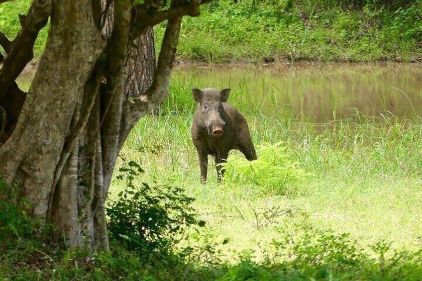 Un cinghiale in un'area erbosa con un albero e uno specchio d'acqua sullo sfondo. 5