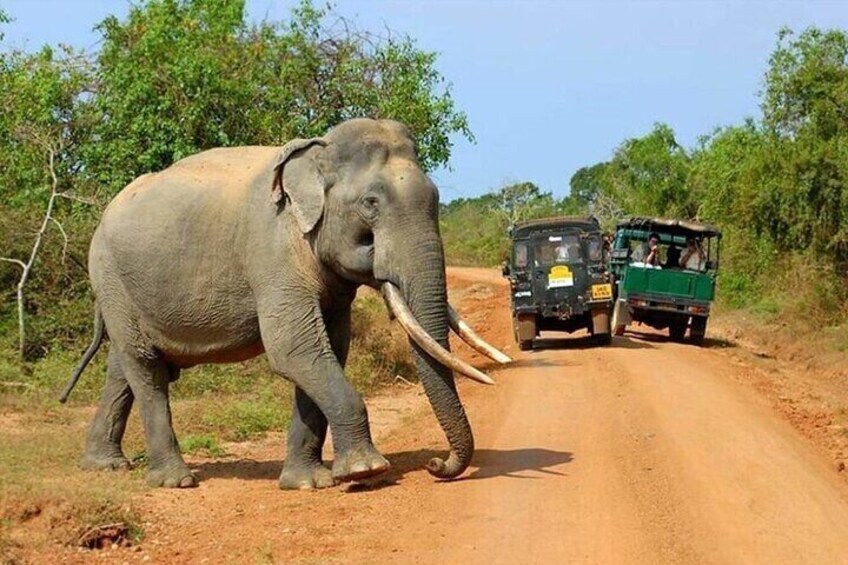 Yala Safari: Full & Half-Day All-Inclusive Private Tour 5