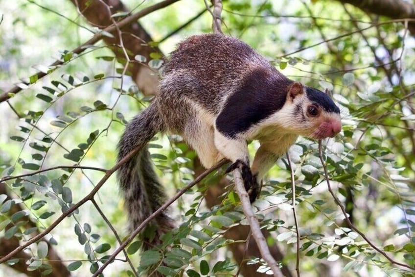 Yala Safari: Full & Half-Day All-Inclusive Private Tour 4