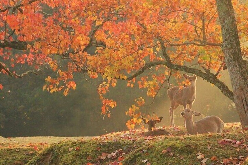 A deer grazing under a tree with autumn leaves. 1