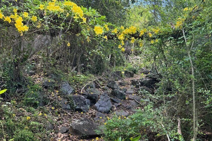Een rotsachtig terrein met gele bloeiende planten en weelderige groene begroeiing. 4