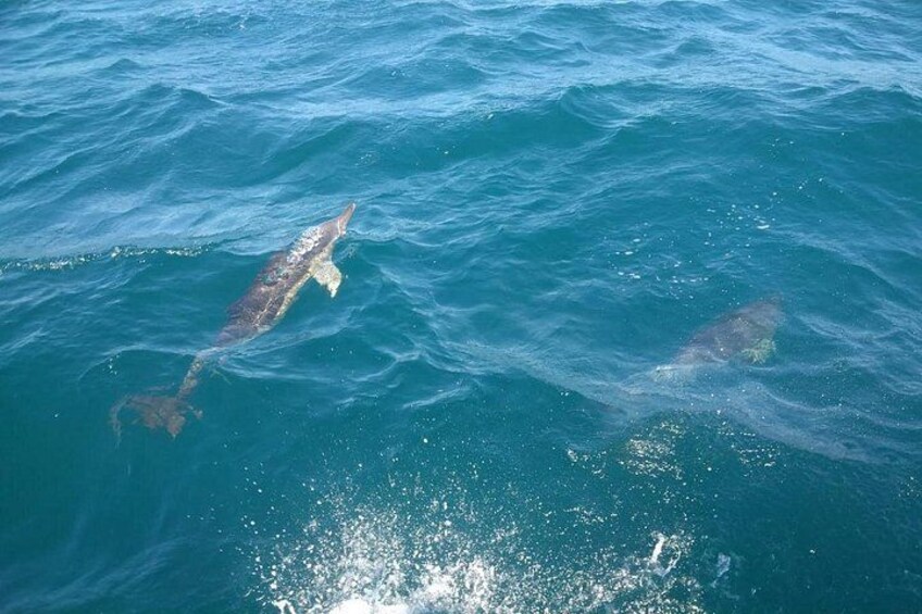 Dolphin Watching in Gibraltar with Dolphin Safari 4