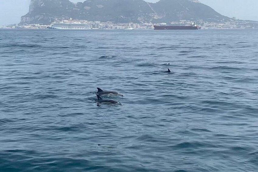 Dolphin Watching in Gibraltar with Dolphin Safari 3