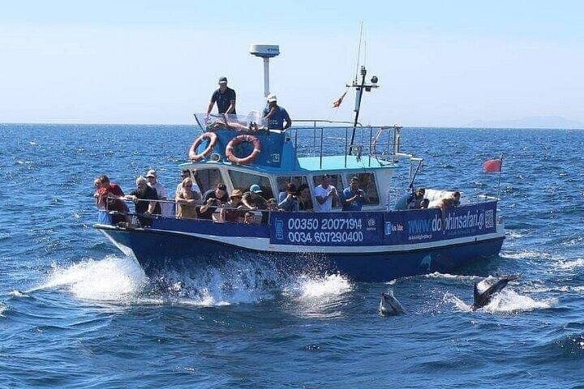 Dolphin Watching in Gibraltar with Dolphin Safari 2