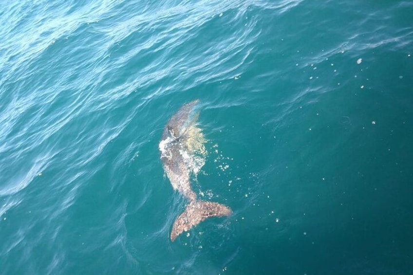 Ein großer Fisch im Meer. 2