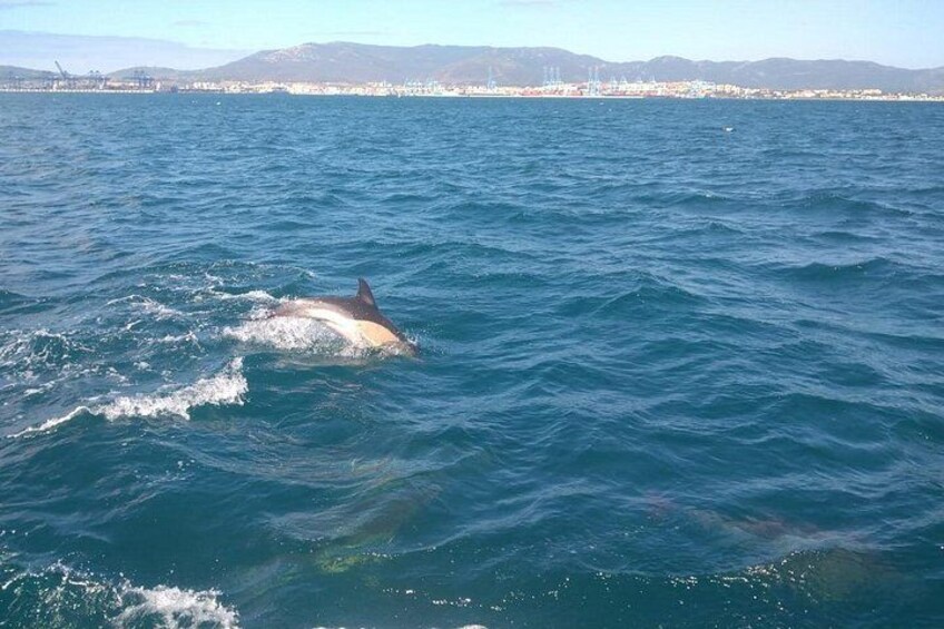 Dolphin Watching in Gibraltar with Dolphin Safari 5