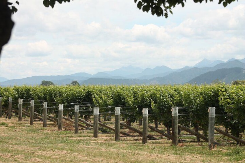 Viñedo con hileras de vides, una valla y montañas al fondo. 4