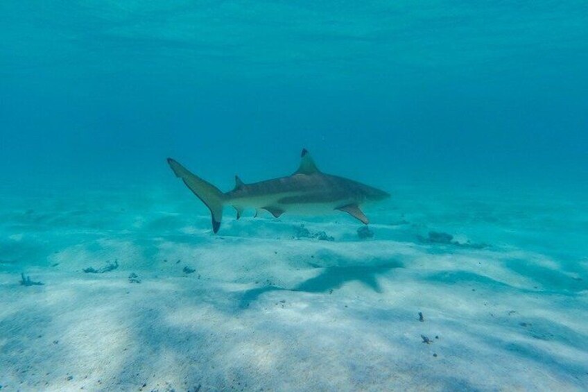 Half a day to discover Bora Bora with O-sea 2