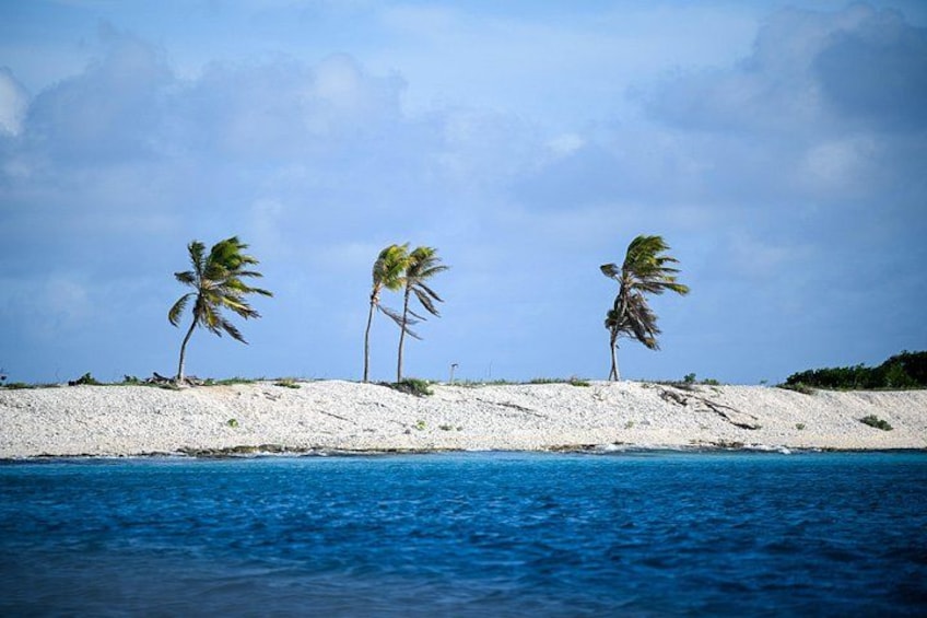 A beach with three palm trees and a clear blue sky. 3