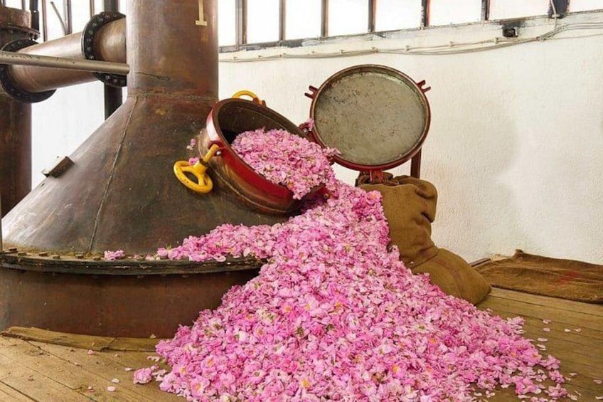 Eine Person gießt rosa Blütenblätter in einen großen Metallbehälter. 1