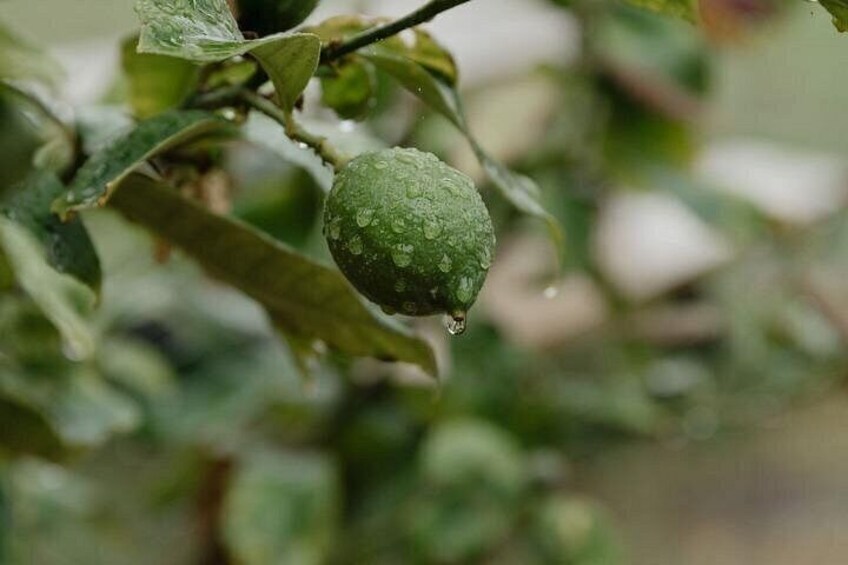 Matahui Distillery's rural location and budding permaculture garden. 2