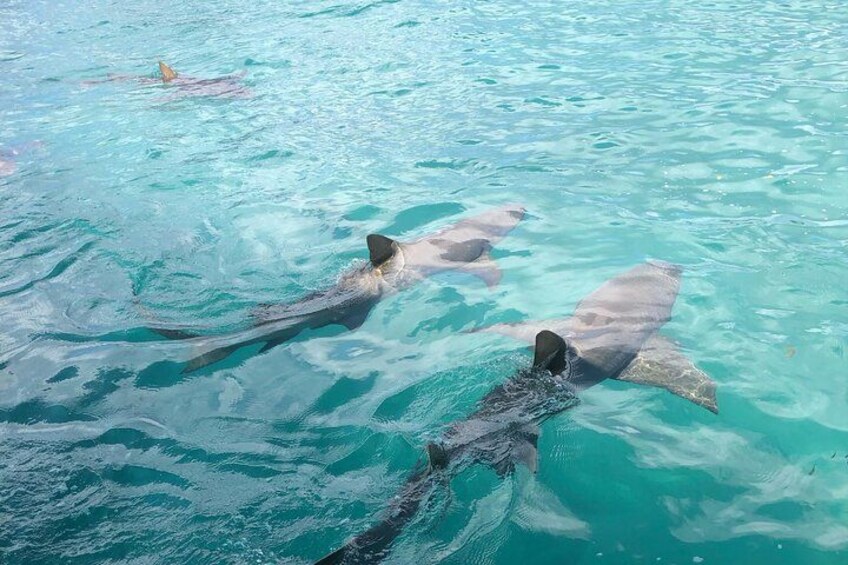 Boat Rental To The Rosario Islands Up To 13 People 3