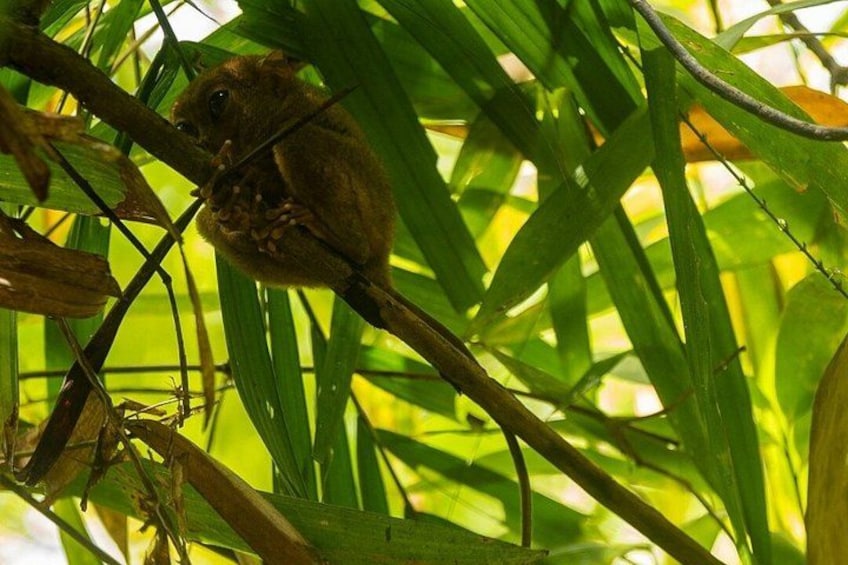 Bohol Cultural Tour: Chocolate Hills, Tarsiers and Loboc River 2