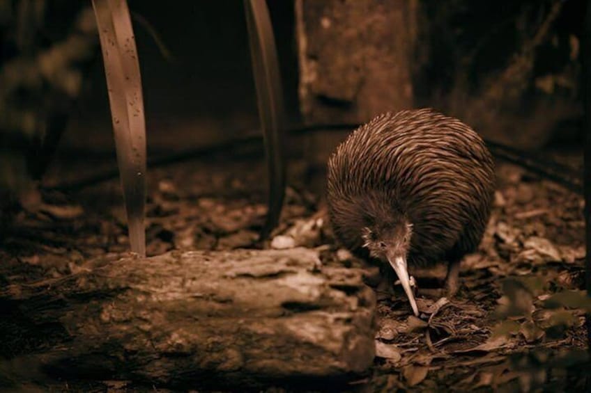 Te Puia Geothermal, Kiwi and Māori Art 3