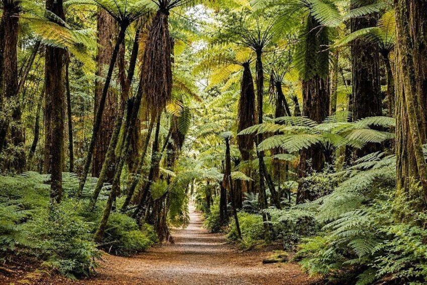 A forest path surrounded by tall trees and lush ferns. 5