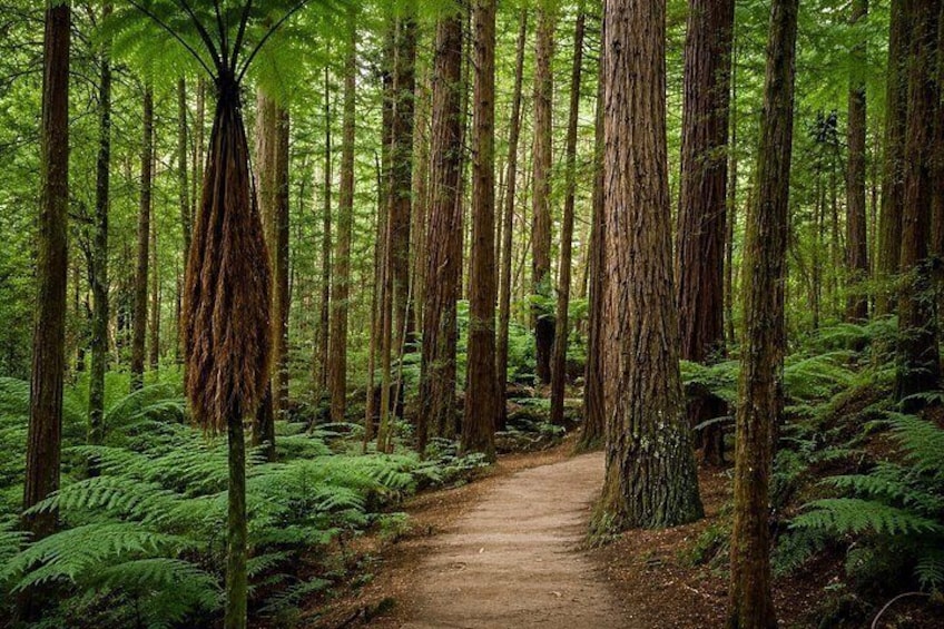 A forest with a dirt path, tall trees, and ferns. 4