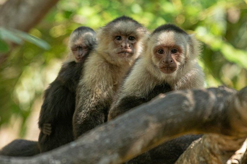 Monkey, Sloth and Jaco Beach Adventure 1