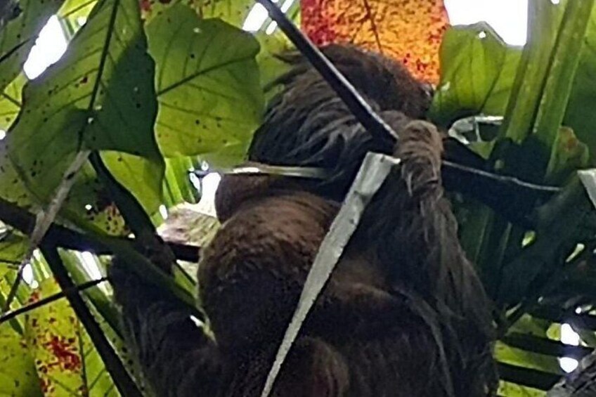 Monkey, Sloth and Jaco Beach Adventure 4