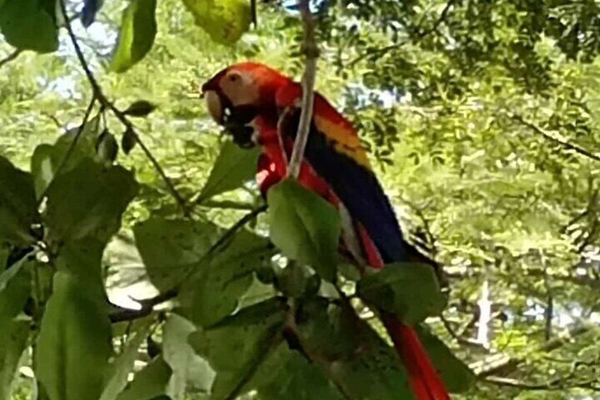 A colorful parrot perched on a branch surrounded by green leaves. 3