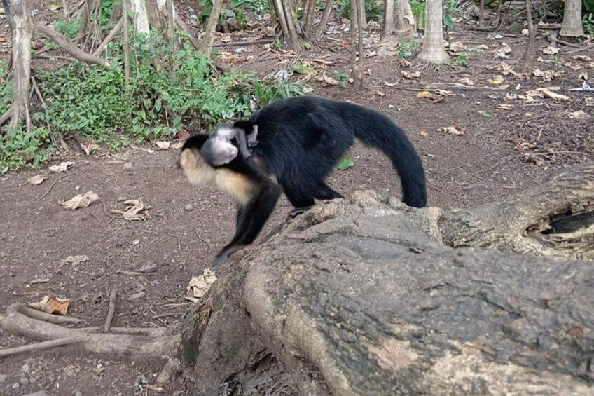 Monkey, Sloth and Jaco Beach Adventure 4