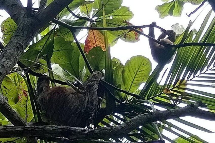 Monkey, Sloth and Jaco Beach Adventure 5