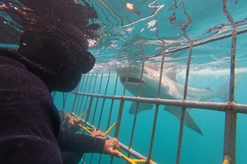 Shark Cage Diving Tour from Cape Town 1