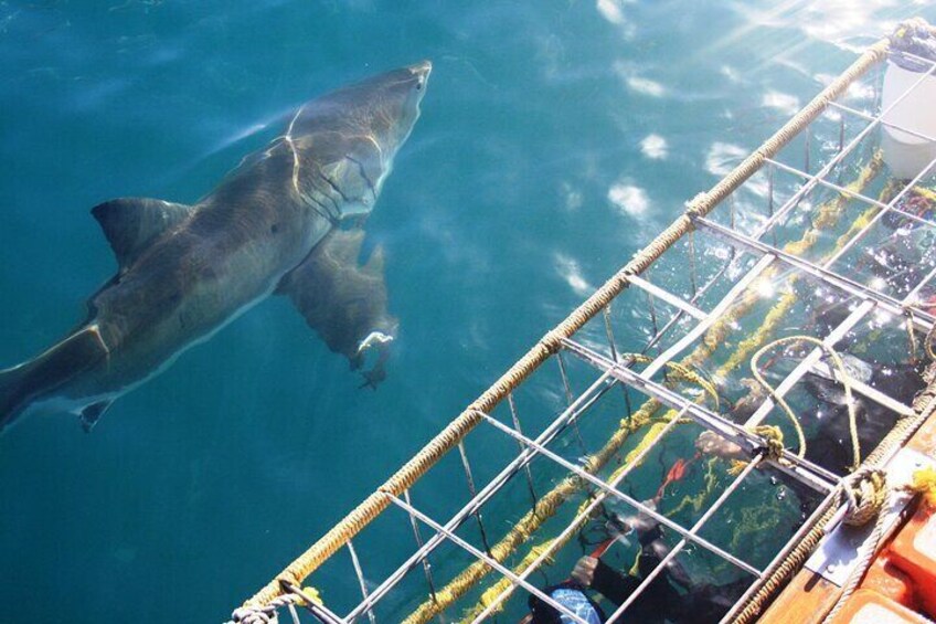 Shark Cage Diving Tour from Cape Town 2